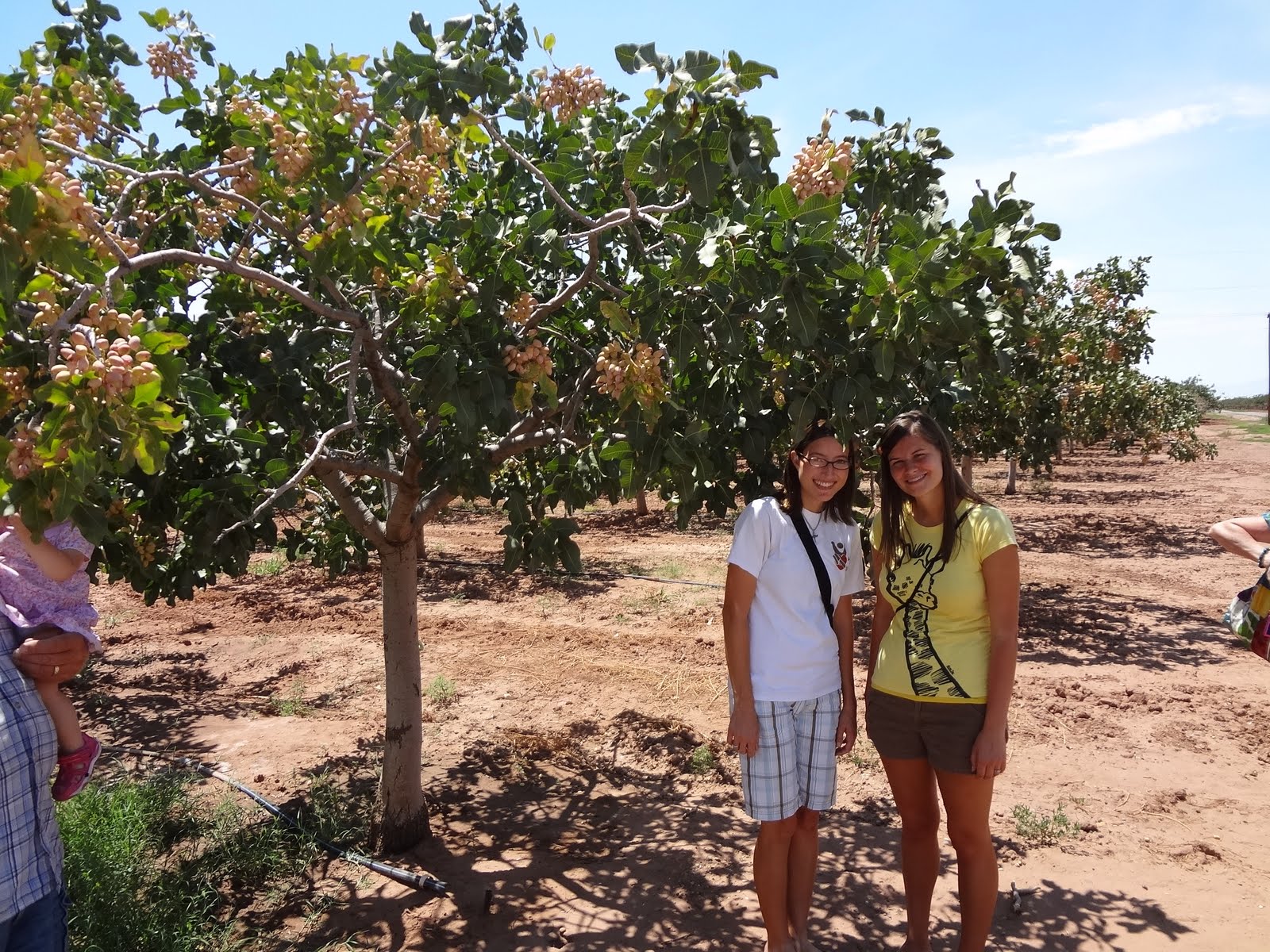 Pistachios tree Lookup BeforeBuying