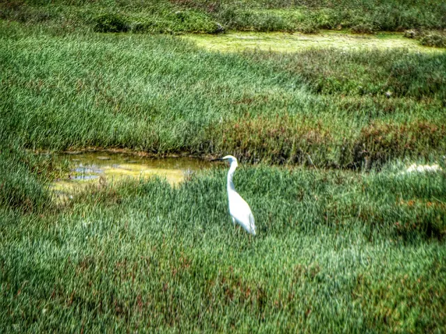 Bay Area Birding: Egret on La Riviere Marsh Trail