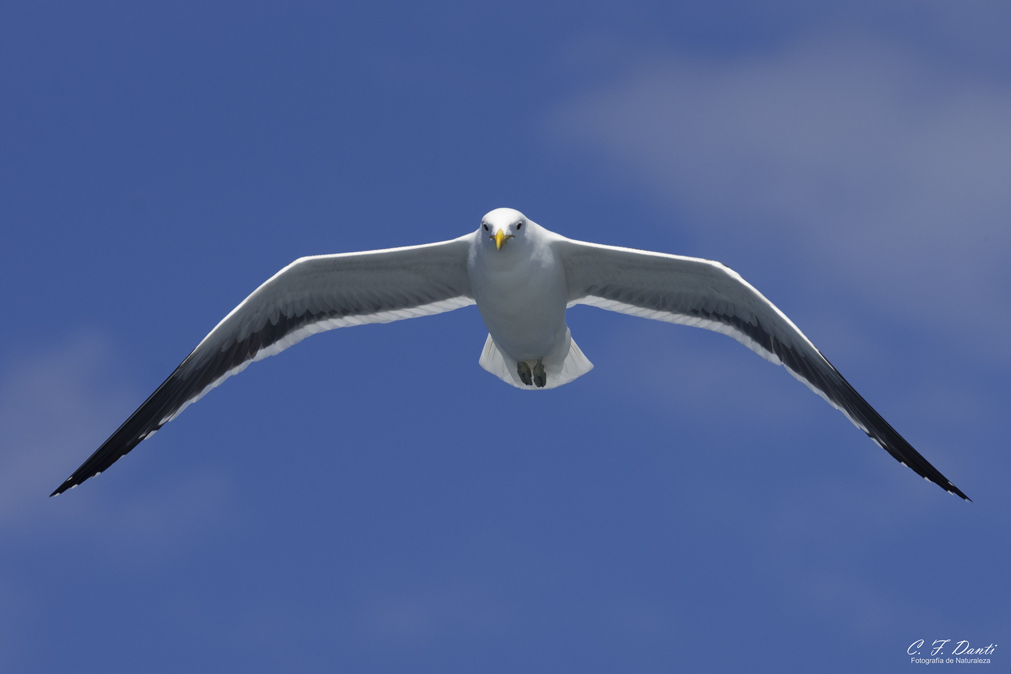 AVES SALADILLO: GAVIOTA COCINERA (Larus dominicanus)