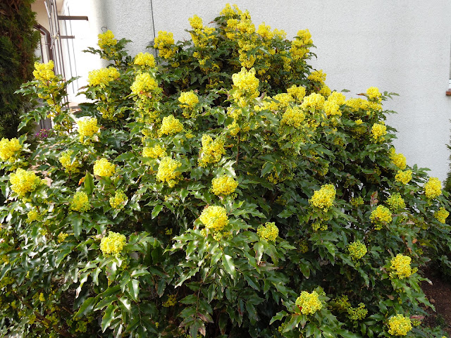 mahonia aquifolium