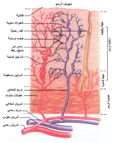 الشكل 22 - 13: التركيب النسيجي لجدار الرحم.