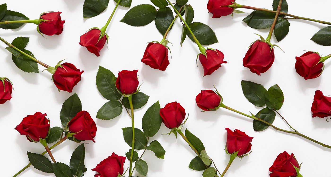 History and the meaning of "RED ROSES"