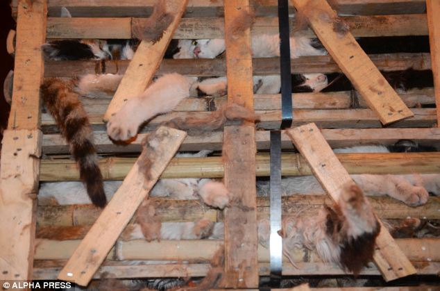 KUKU KATA: KUCING TERSELAMAT DARI MENJADI HIDANGAN AKBIBAT EKSIDEN