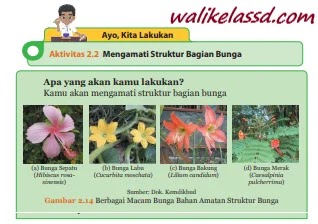 Kunci Jawaban Ipa Kelas 9 Ayo Kita Lakukan Aktivitas 2 2 Halaman 64 65 66 Wali Kelas Sd
