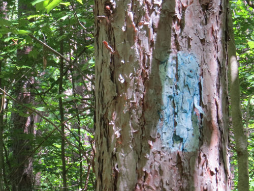 trail blaze on red pine