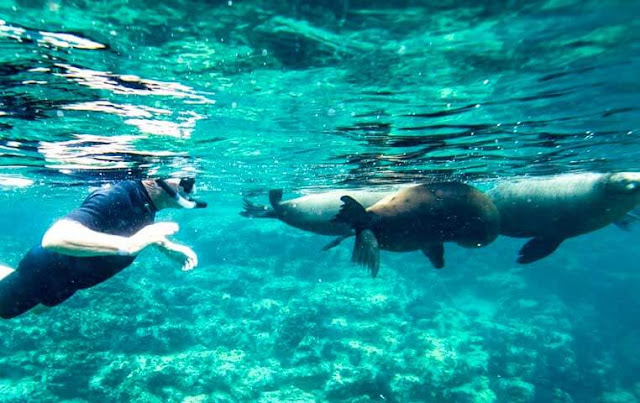 Snorkeling Sea Lion in Cabo
