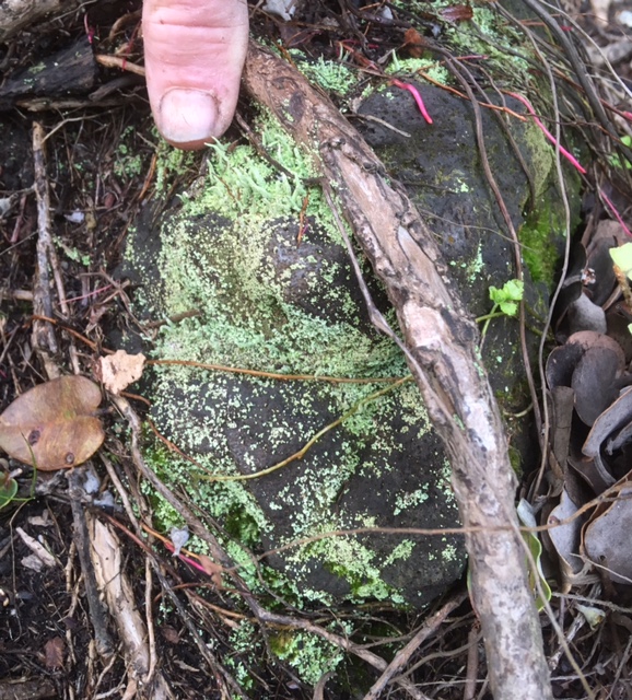 Homesteading in Hawaii Rains and Cool Temps = Moss
