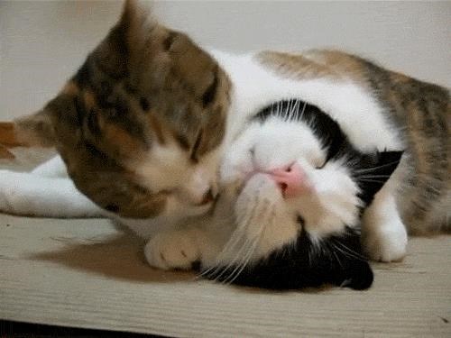 Hai em mèo đáng yêu phải lên giường đắp chăn ngủ cạnh nhau mới chịu