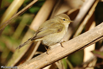 Mosquiter comú (Phylloscopus collybita)