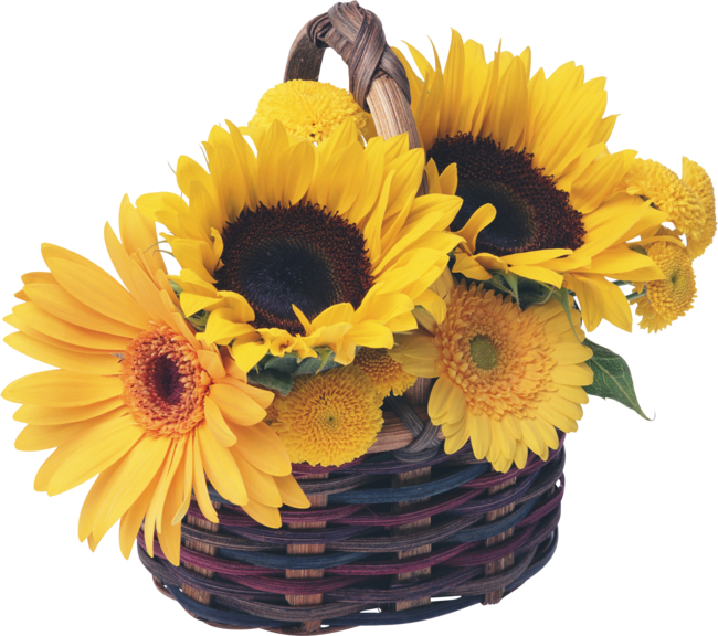 sunflowers in baskets