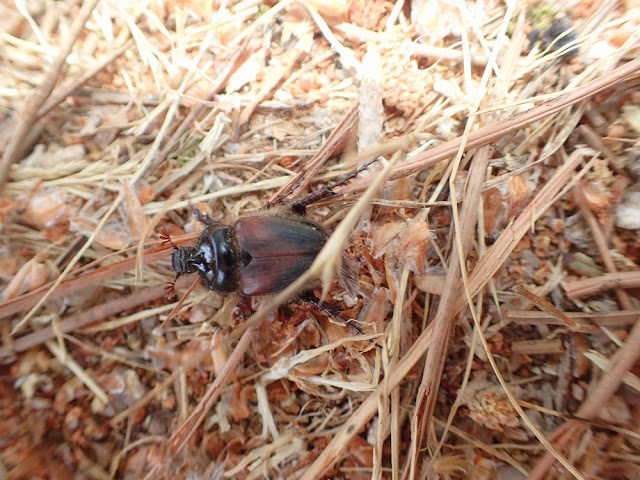 Pachypus candidae Pachypus candidae