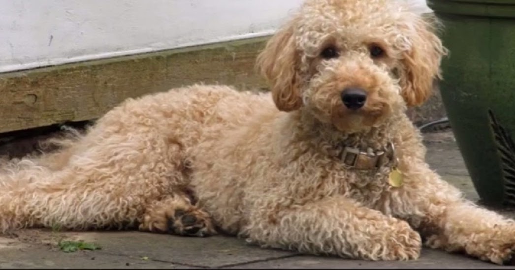 Important Cockapoo Training Tips - Doglopedix