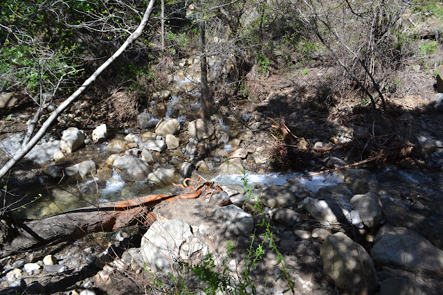 bright tree bruise at the confluence