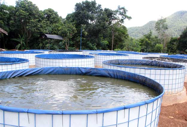 Cara Ternak Ikan Lele Belajar Pertanian Organik