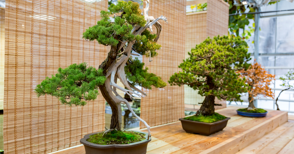 9 Tips dan  Trik merawat tanaman  bonsai  Bonsai  Klasik