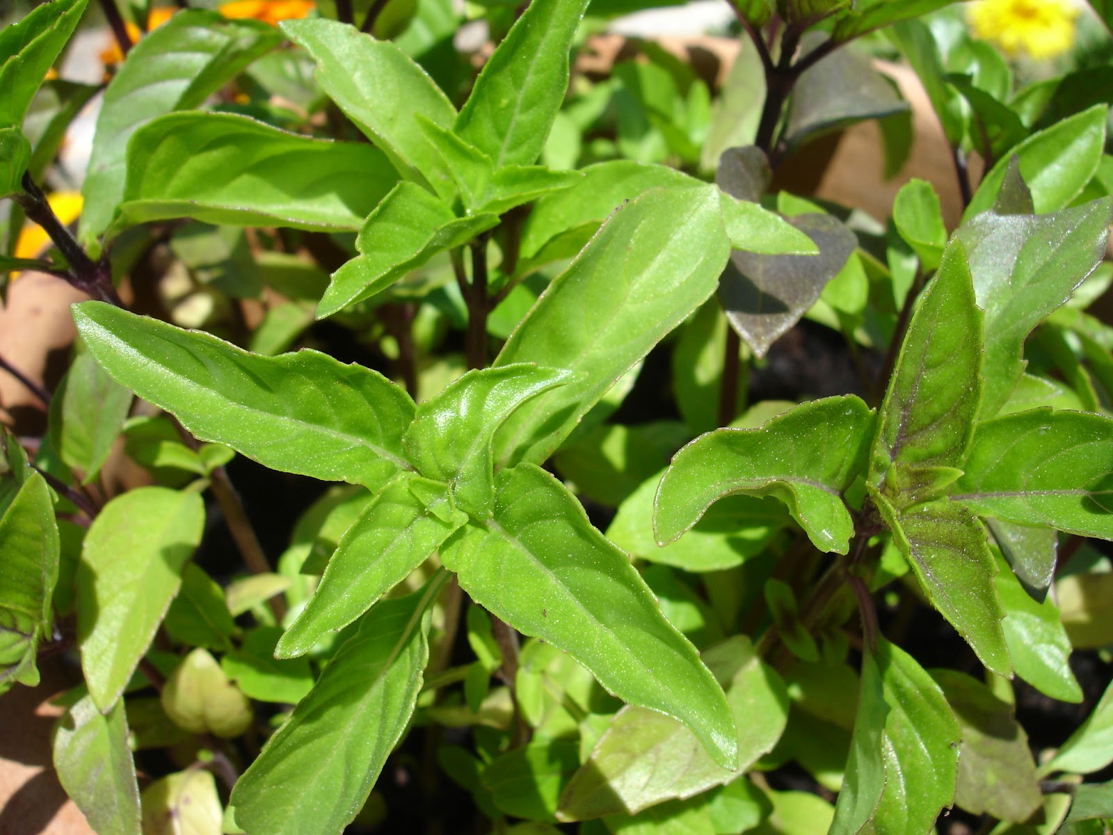 Kochbuch für Max und Moritz: Es wird Sommer: Salat mit bunten ...