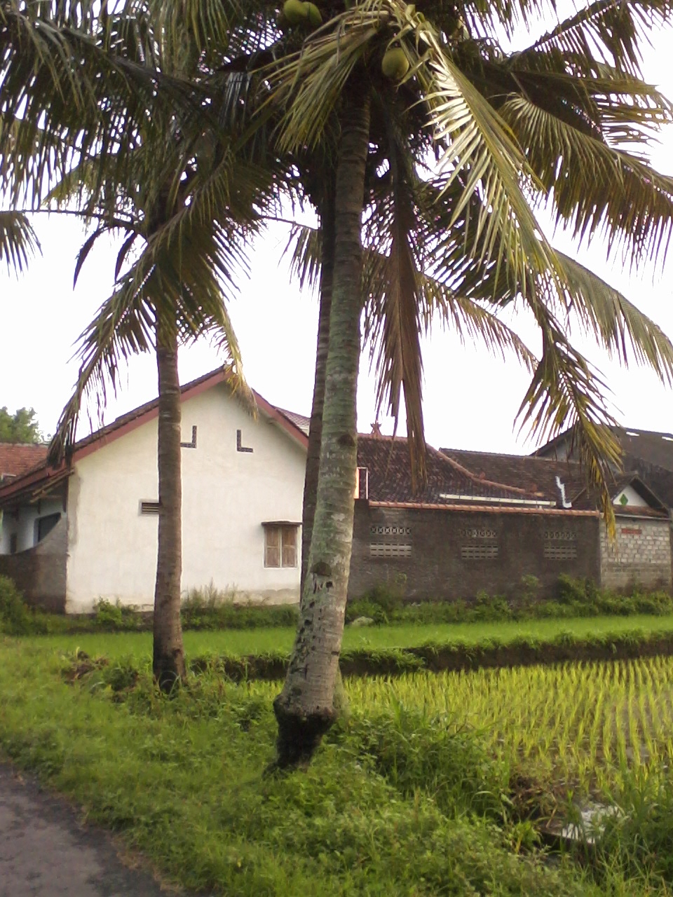  Pohon  Kelapa  Ajaibb MeaNing Of LiviNg