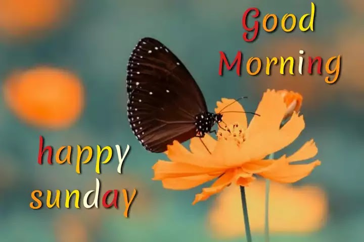 Good Morning Happy Sunday Wishes Images Photos Pics Hd