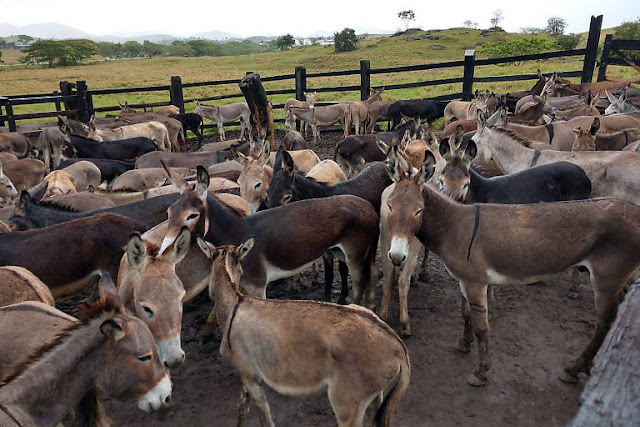 Justiça Federal suspende decisão que proibia abate de jumentos na Bahia