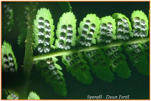 LATIHAN SOAL TAXONOMI INTI SARI BIOLOGI