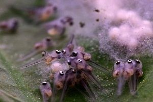 Pemeliharaan Larva Ikan Manfish - Lalaukan