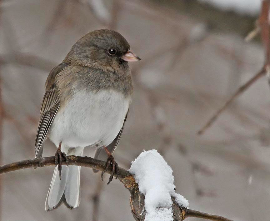 Blog Gilles Lacroix Le Junco ardoisé