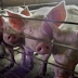 Advierten de nueva gripe porcina más contagiosa