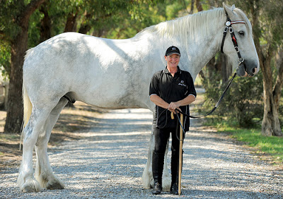 أكبر حصان بالعالم سبحان الله