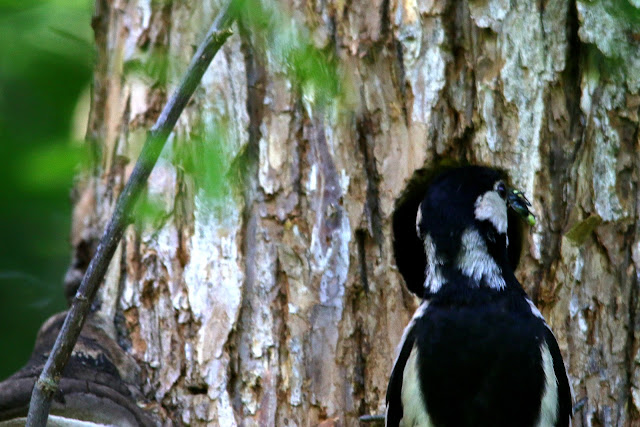 Great spotted woodpecker, dendrocopus major, female