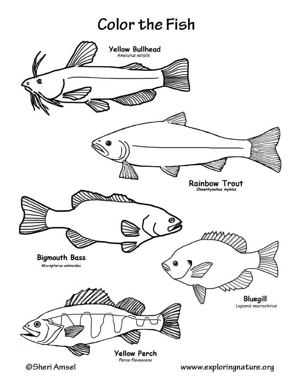 Freshwater Fish Coloring Pages ~ Coloring Pages