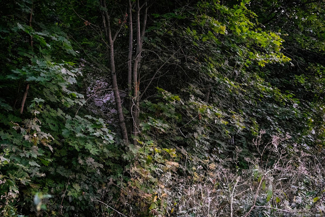 Сочинение про усадьбу рукавишниковых Развалины проглядываются сквозь заросли