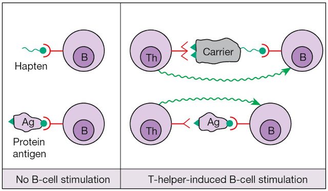 T‐helper cells cooperate through protein carrier determinants to help B‐cells respond to hapten or equivalent determinants on antigens (Ag) by providing accessory signals. (For simplicity we are ignoring the MHC component and epitope processing in T‐cell recognition, but we won’t forget it.)