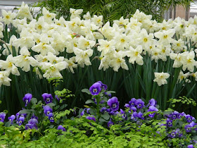  Allan Gardens Conservatory 2014 Easter Flower Show white narcissus blue violas by garden muses-not another Toronto gardening blog