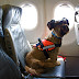 7 famous airlines allow you to travel everywhere with pets