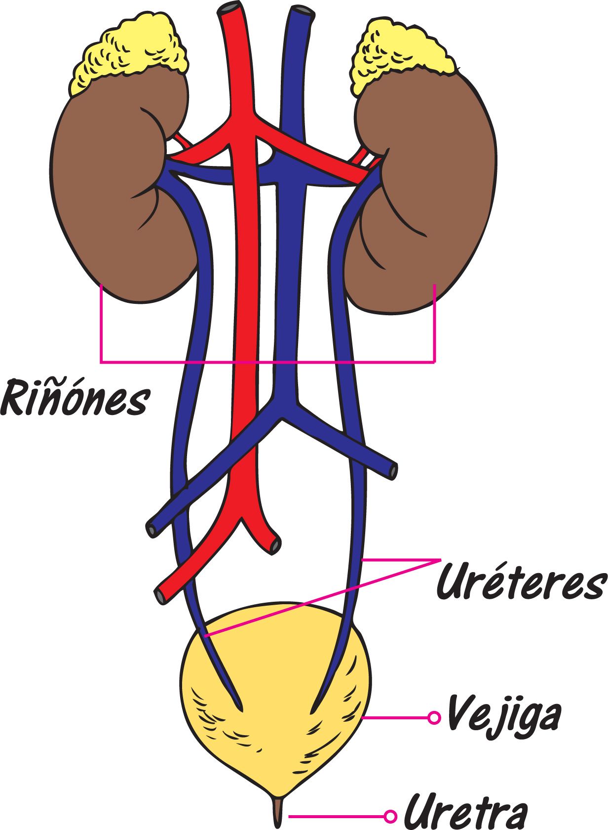 ANATOMOFISIOLOGÍA Y PATOLOGÍAS MÁS FRECUENTES APARATO EXCRETOR