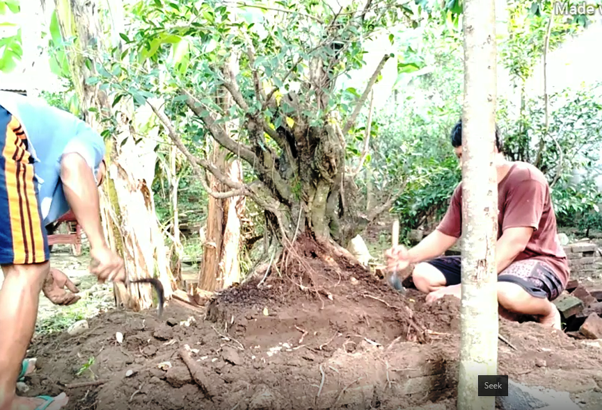 KIREINA BONSAI Panen Beringin Kimeng (Ficus Microcarpa) Hasil Budidaya