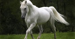   Ένας γέροντας ζούσε σ’ ένα χωριό πολύ φτωχός, αλλά ακόμα και βασιλιάδες τον ζήλευαν, γιατί είχε στην κατοχή του ένα πανέμορφο άσπρο άλογο....