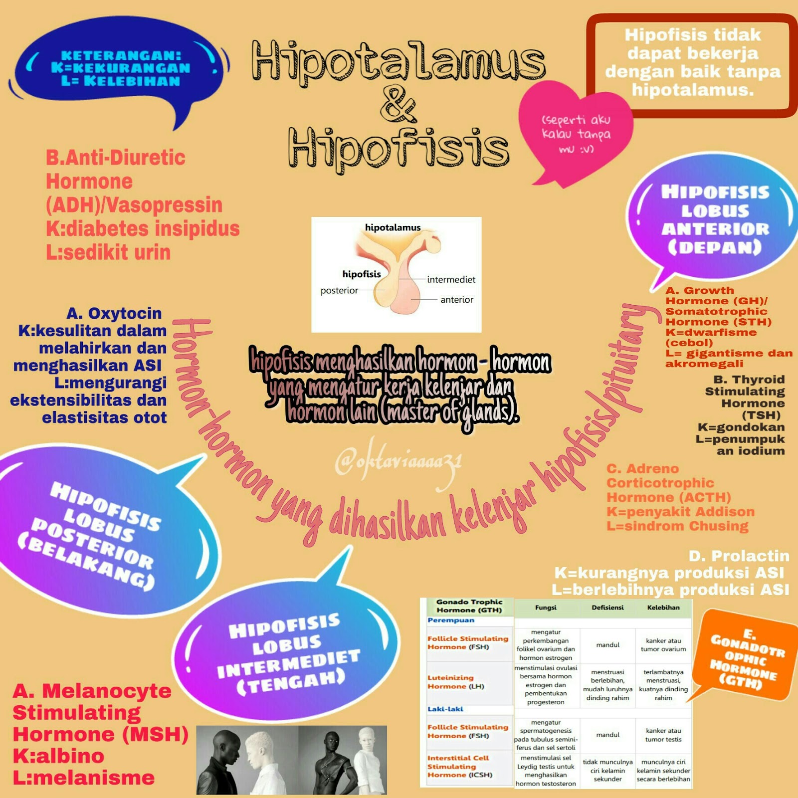 Poster dan Rangkuman Sistem Hormon