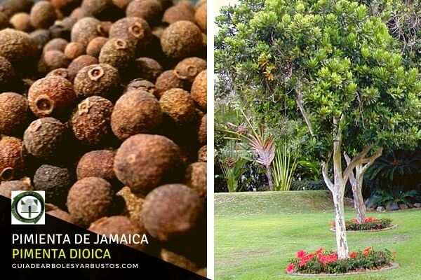 Pimienta de Jamaica ( Pimenta dioica)