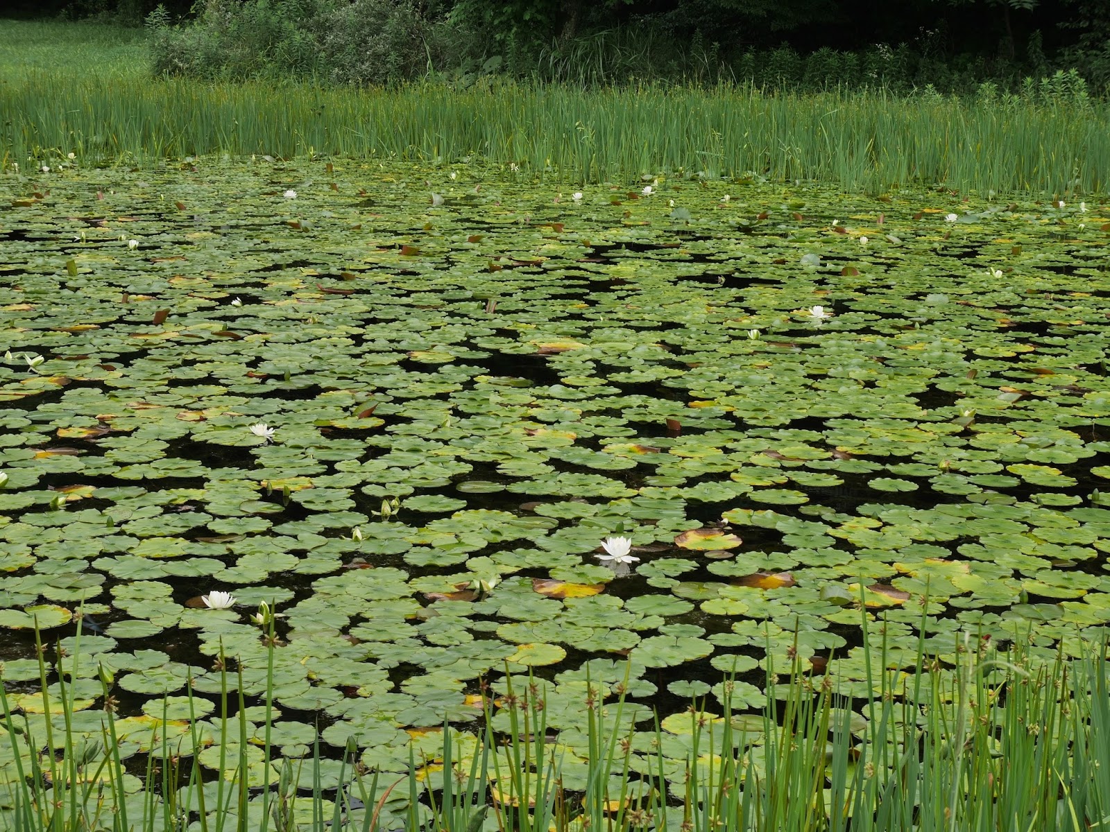 なぜ人間の妊娠は9か月続くのでしょうか?