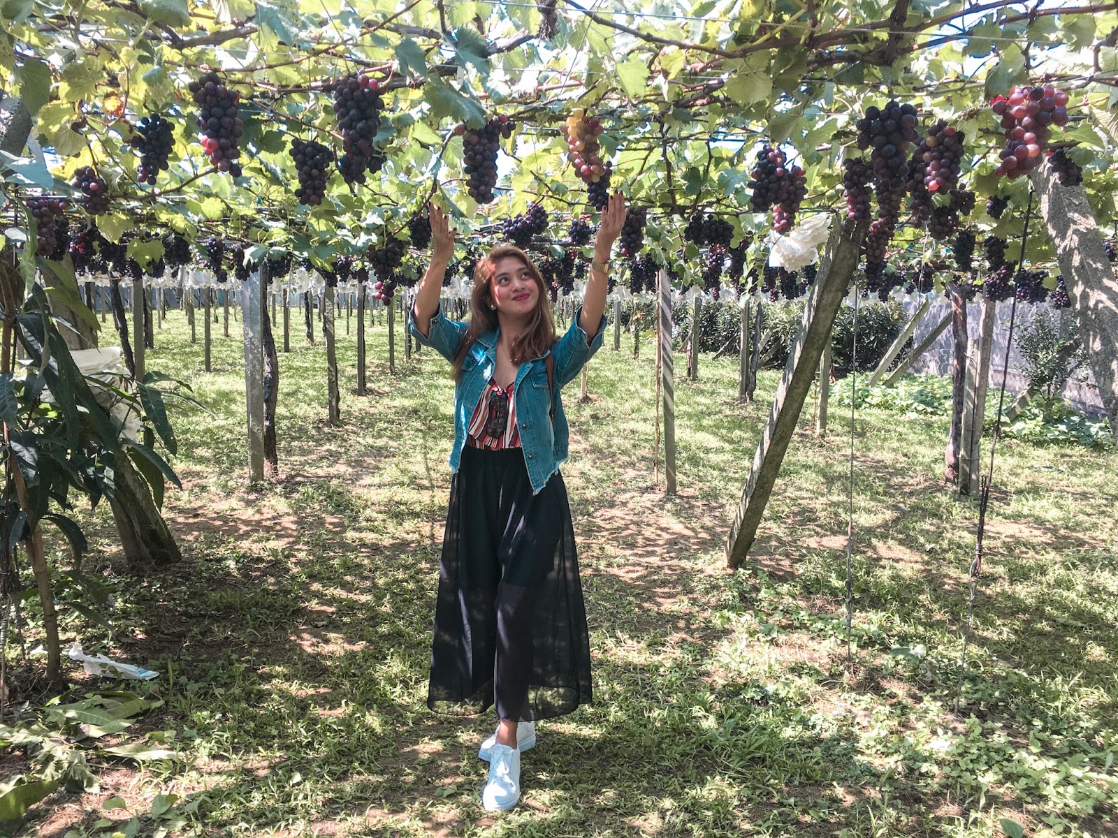 Travel MGS Xinfeng Farm / Grapes Farm in Taichung City, Taiwan