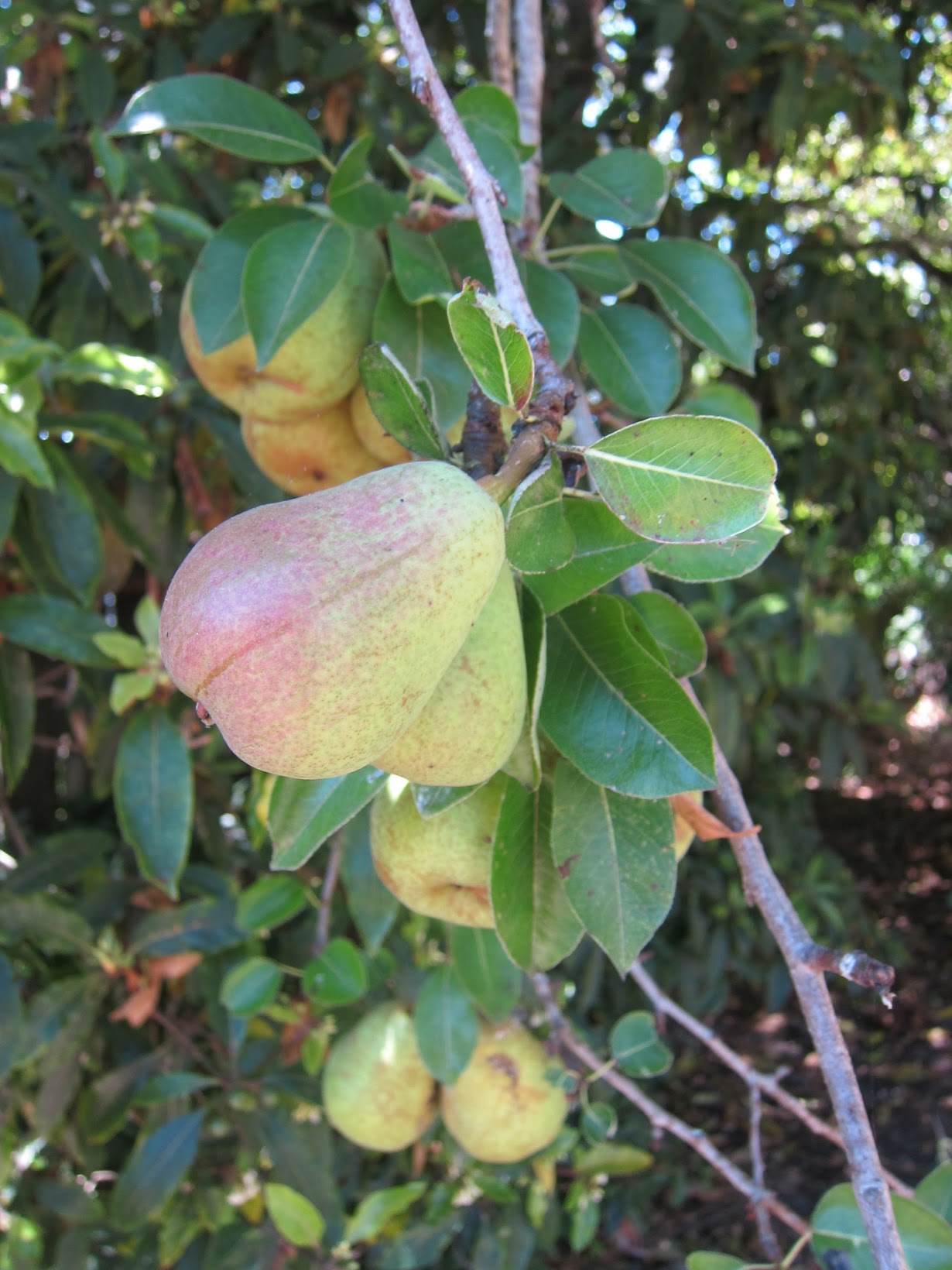 Chronica Domus A Pear Windfall