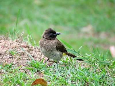 Uganda Birds: Common Bulbul