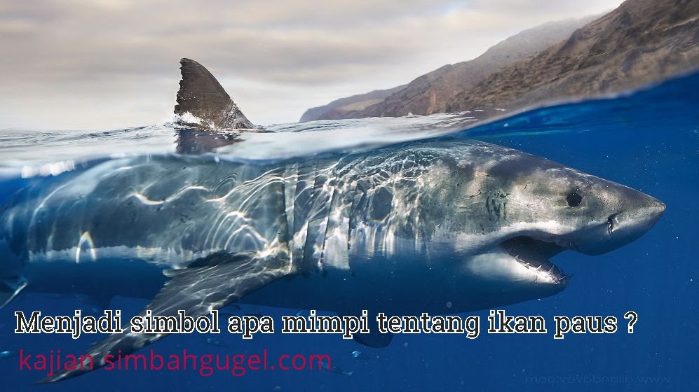 Mimpi Ikan Paus Simbol Tentang Apa Ini Jawaban Nya
