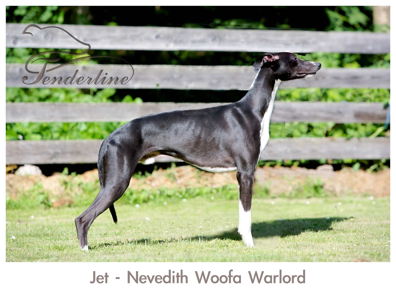 Whippet kennel Tenderline Jet Nevedith Woofa Warlord nov član