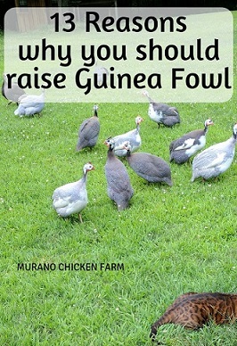 guinea fowl