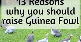 guinea