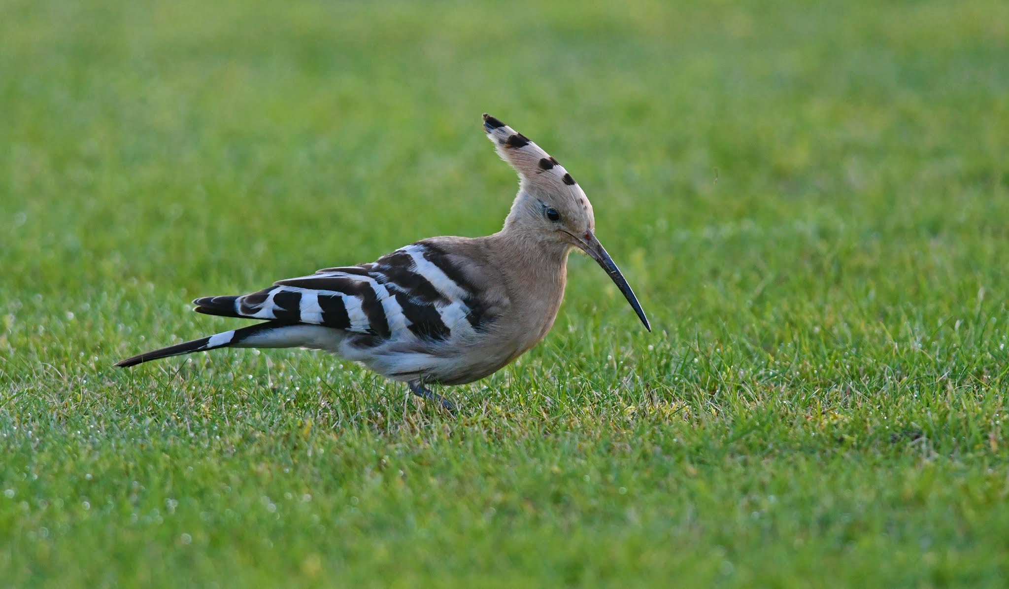 The Early Birder Hoopoe Collingham