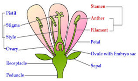 BRASSICA PLANT | MEDICAL TODAY