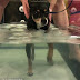 Θεραπεία στην πισίνα για σκύλο διάσημης τραγουδίστριας...